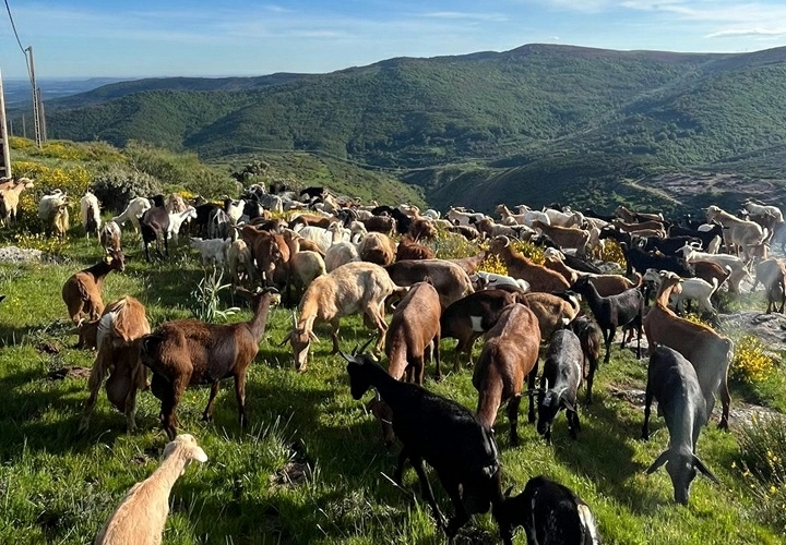 Cabras abulenses contribuyen al desbroce natural y sostenible en Brañosera