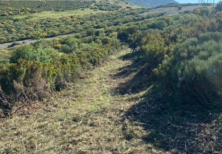 Inicio de los trabajos silvopastoriles del proyecto Reactiva Brañosera